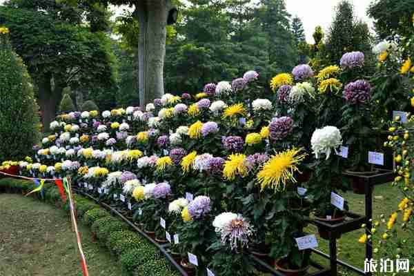 小欖菊花展是什么時候2019 2019小欖菊花展門票+地點+活動介紹 小欖菊花展是什么時候2019 2019小欖菊花展門票+地點+活動介紹