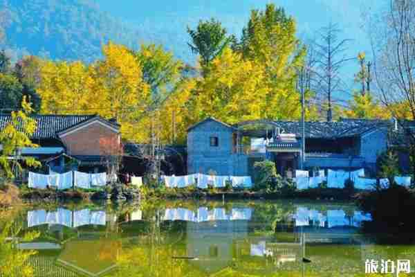 古銀杏村有哪些 古銀杏村介紹