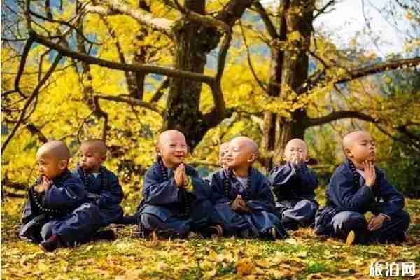 古銀杏村有哪些 古銀杏村介紹