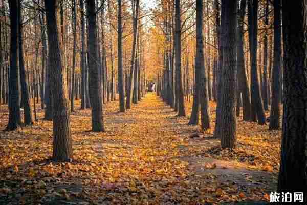 古銀杏村有哪些 古銀杏村介紹