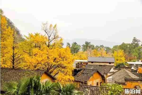 古銀杏村有哪些 古銀杏村介紹