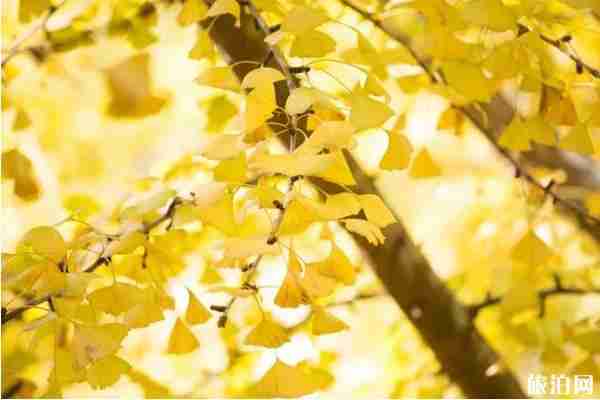 古銀杏村有哪些 古銀杏村介紹