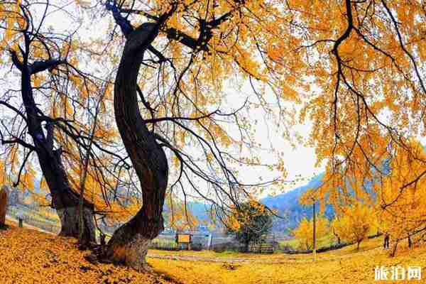 古銀杏村有哪些 古銀杏村介紹