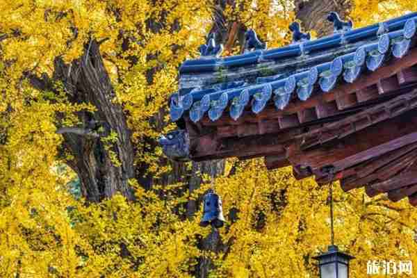 古銀杏村有哪些 古銀杏村介紹