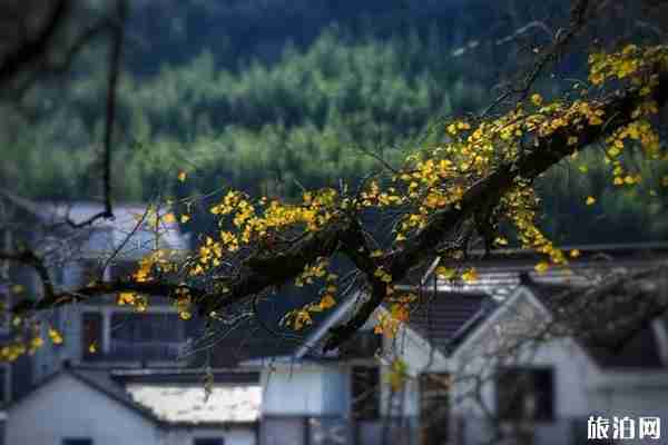 古銀杏村有哪些 古銀杏村介紹