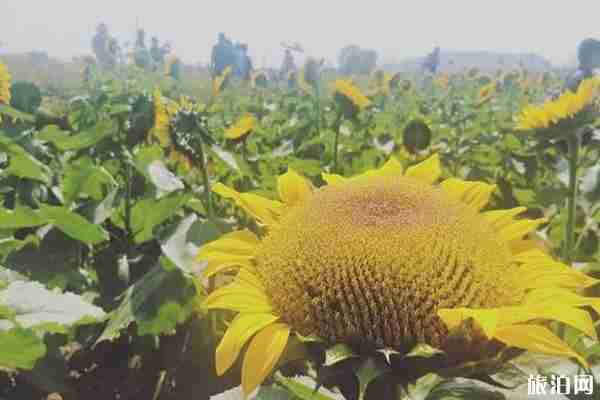 錢倉葵花園開放時間+門票+怎么去+介紹 錢倉葵花園開放時間+門票+怎么去+介紹