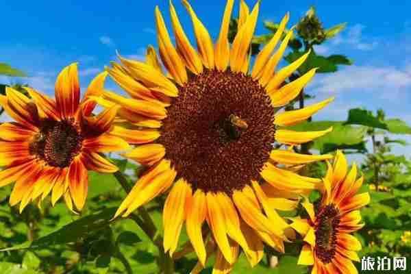 錢倉葵花園開放時間+門票+怎么去+介紹 錢倉葵花園開放時間+門票+怎么去+介紹