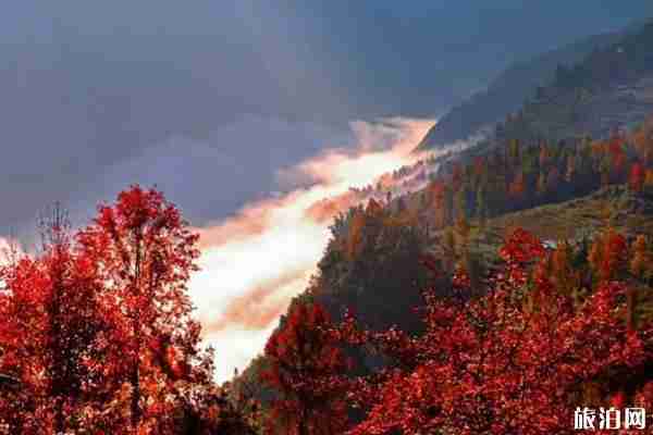 貴州楓葉旅游景點攻略 貴州楓葉旅游景點攻略