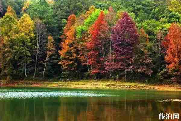 貴州楓葉旅游景點攻略 貴州楓葉旅游景點攻略