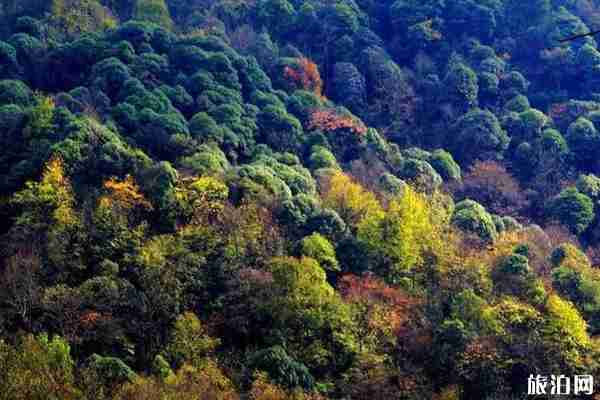 貴州楓葉旅游景點攻略 貴州楓葉旅游景點攻略