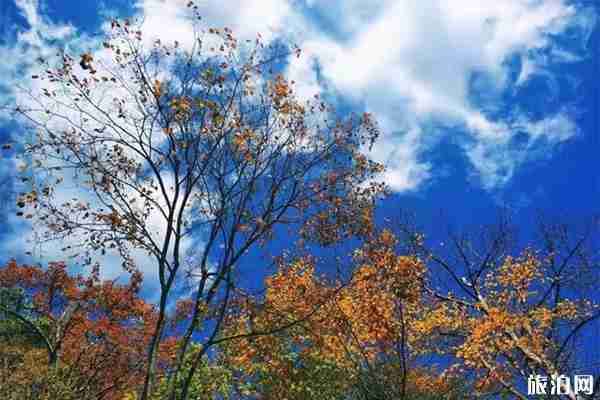 紫柏山景區(qū)游玩+纜車+秦嶺留壩紅葉節(jié)10月25日開啟 紫柏山景區(qū)游玩+纜車+秦嶺留壩紅葉節(jié)10月25日開啟