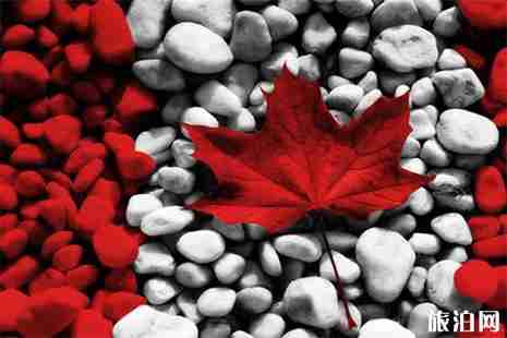 加拿大留学spp计划 spp签证