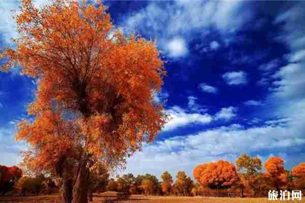 2019沙雅胡楊節(jié)是什么時候+地點+介紹 2019沙雅胡楊節(jié)是什么時候+地點+介紹