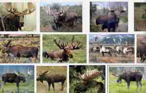 芬兰旅游买什么 芬兰旅游购物攻略2017