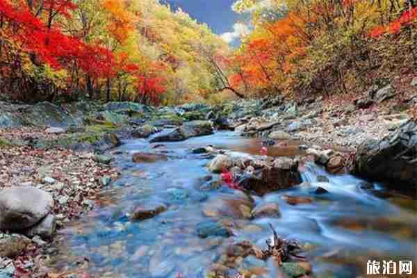 丹東賞楓葉什么時候最好 丹東哪里適合賞秋 丹東賞楓葉什么時候最好 丹東哪里適合賞秋