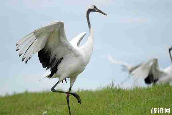 扎龍放鶴時間 扎龍自然保護(hù)區(qū)門票+交通+介紹