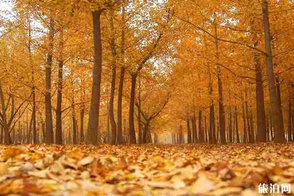 2019東營銀杏林開放時間+具體位置+注意事項