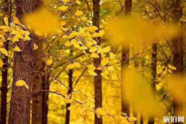 2019東營銀杏林開放時間+具體位置+注意事項