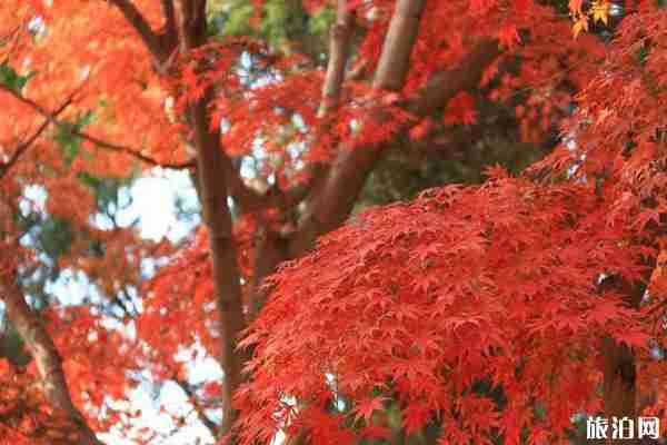 八大關景區公交路線 八大關秋景圖片 八大關景區公交路線 八大關秋景圖片