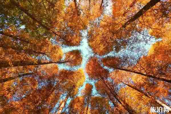 八大關景區公交路線 八大關秋景圖片 八大關景區公交路線 八大關秋景圖片