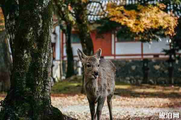 奈良公園有多少鹿 奈良公園的鹿幾點回家