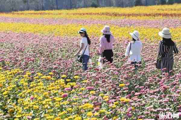 荻浦花海要門票嗎 荻浦花海怎么樣 荻浦花海要門票嗎 荻浦花海怎么樣
