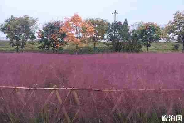 陜西哪里蘆葦最多 陜西哪里蘆葦蕩最漂亮
