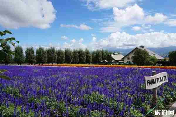 日本富田農場需要門票嗎 富田農場怎么樣