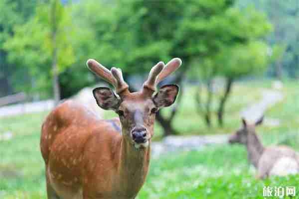 喇叭河一日游玩攻略 喇叭河紅葉觀賞期