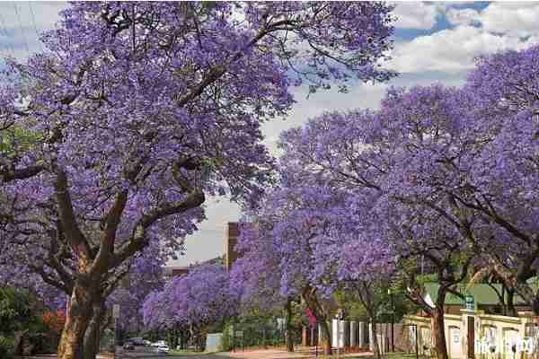 南非藍(lán)花楹什么時候開花+觀賞地點(diǎn)