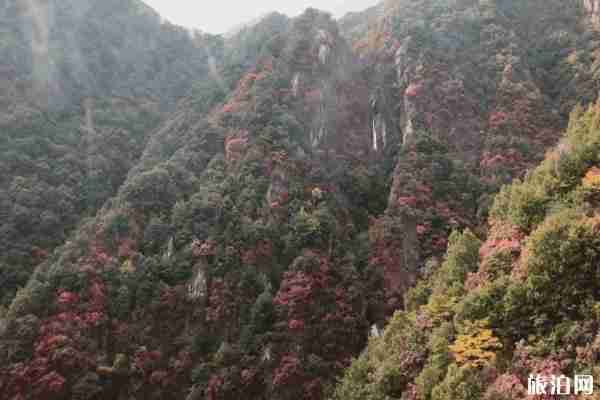 老君山紅葉什么時候最美 老君山紅葉觀賞地點推薦 老君山紅葉什么時候最美 老君山紅葉觀賞地點推薦
