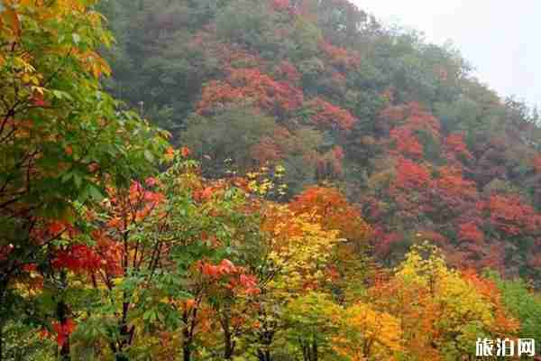 老君山紅葉什么時候最美 老君山紅葉觀賞地點推薦 老君山紅葉什么時候最美 老君山紅葉觀賞地點推薦