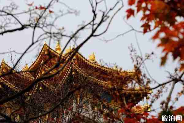 老君山紅葉什么時候最美 老君山紅葉觀賞地點推薦 老君山紅葉什么時候最美 老君山紅葉觀賞地點推薦