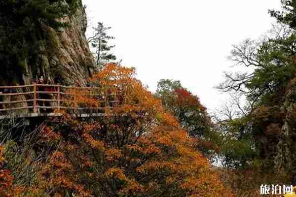 老君山紅葉什么時候最美 老君山紅葉觀賞地點推薦 老君山紅葉什么時候最美 老君山紅葉觀賞地點推薦