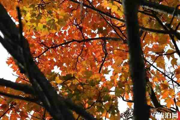 老君山紅葉什么時候最美 老君山紅葉觀賞地點推薦 老君山紅葉什么時候最美 老君山紅葉觀賞地點推薦