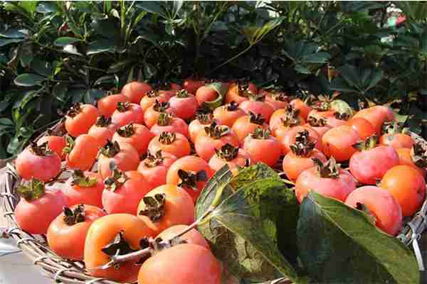 2019恭城月柿節(jié)10月25日開啟 附活動內容+活動安排表 2019恭城月柿節(jié)10月25日開啟 附活動內容+活動安排表