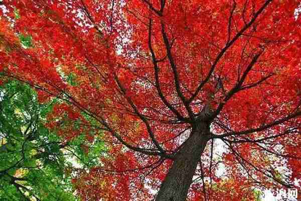 山西看紅葉的最好地方推薦