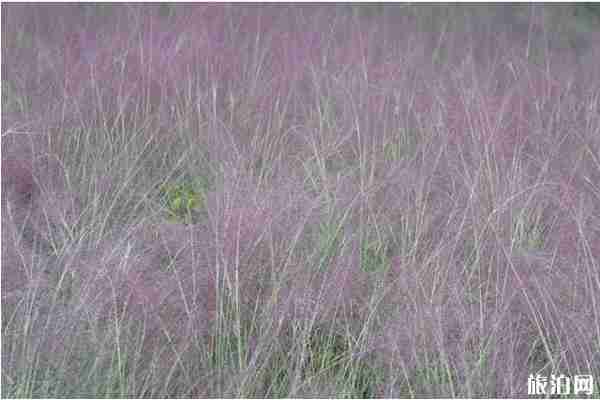 北京粉黛亂子草在哪里 北京粉黛亂子草在哪里