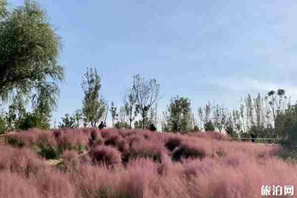 北京粉黛亂子草在哪里 北京粉黛亂子草在哪里