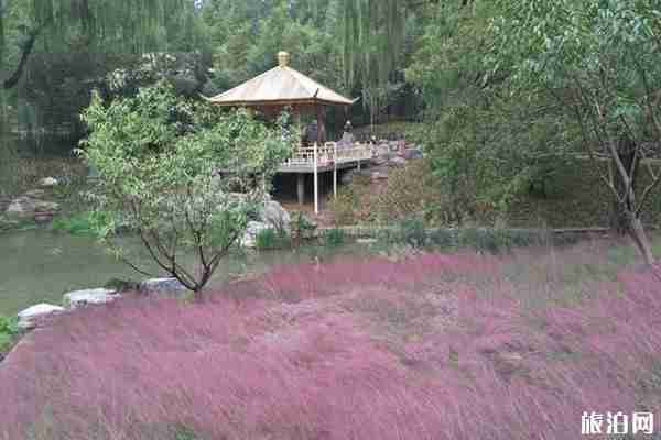 北京粉黛亂子草在哪里 北京粉黛亂子草在哪里