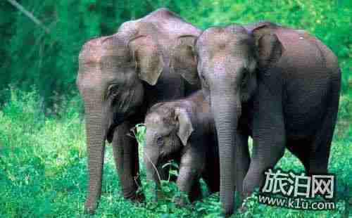 野象谷門票多少錢2018