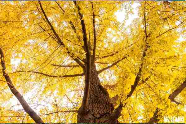 青島秋天游玩的好地方 11月青島賞秋地點(diǎn)推薦