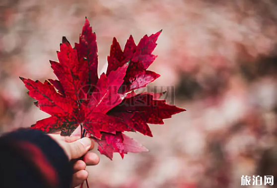 青島秋天游玩的好地方 11月青島賞秋地點(diǎn)推薦