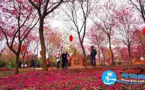 2018無錫黿頭渚夜櫻門票多少錢 無錫黿頭渚景區有什么好吃的