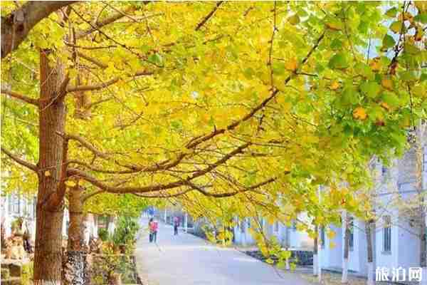 韶關銀杏什么時候最佳+在什么位置