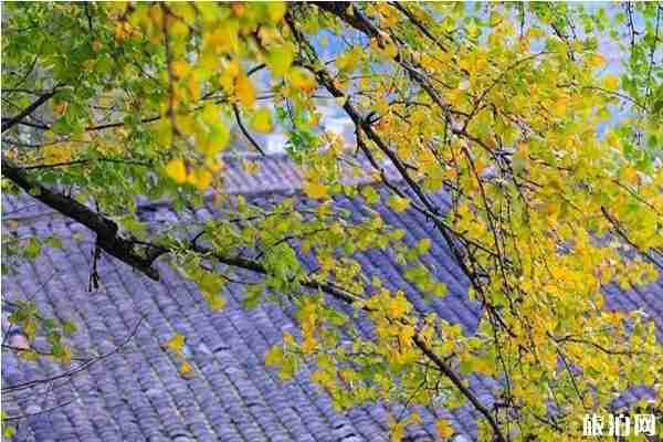 韶關銀杏什么時候最佳+在什么位置