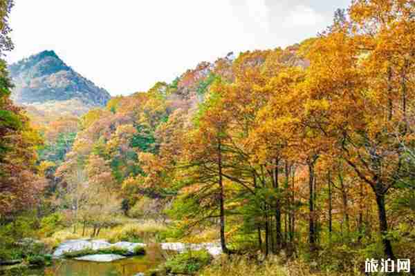 洛陽白河鎮銀杏最佳觀賞期 銀杏什么時候黃