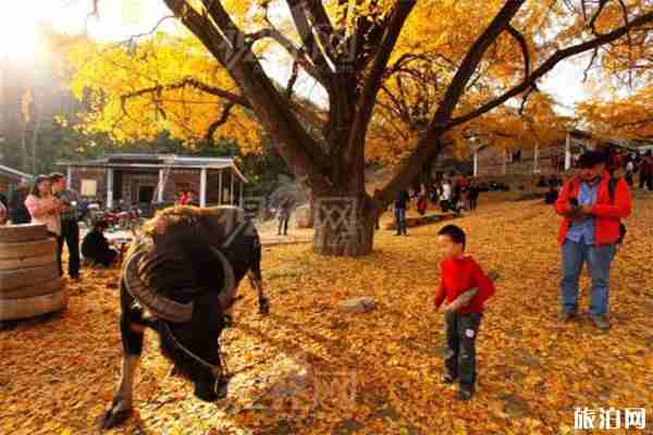 洛陽白河鎮銀杏最佳觀賞期 銀杏什么時候黃