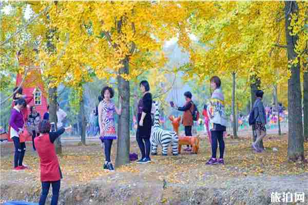 陽山小江鎮(zhèn)銀杏什么時候黃 2019陽山小江鎮(zhèn)銀杏節(jié)11月3日開啟