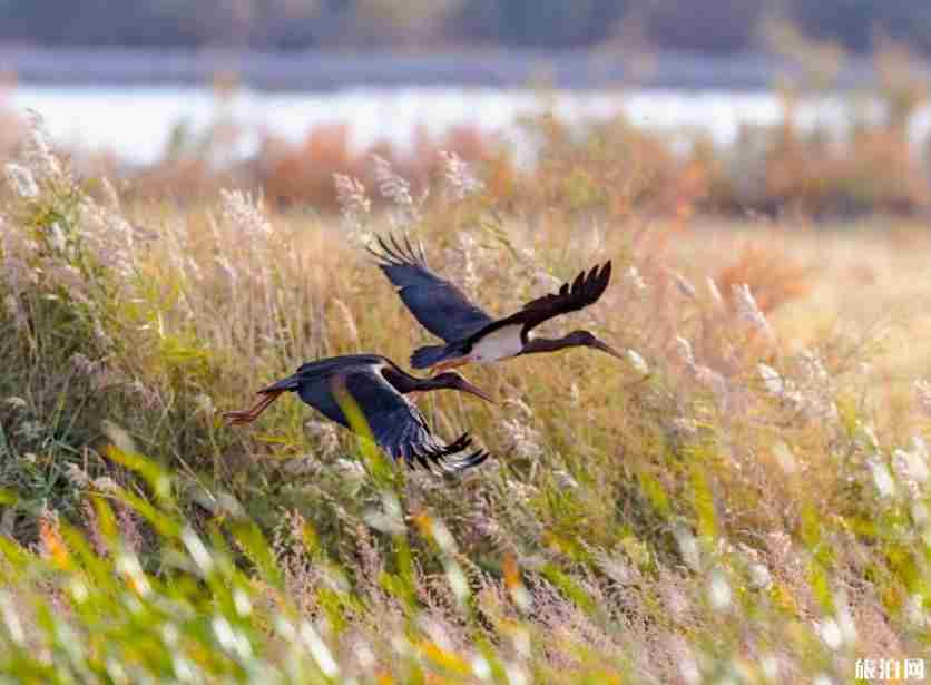 北京11个市属公园进入秋季观赏期(公园名单) 北京11个市属公园进入秋季观赏期(公园名单)